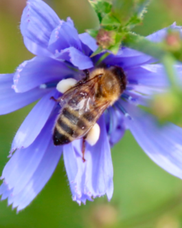  Speicher Hobrechtsfelde