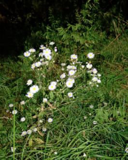  Speicher Hobrechtsfelde