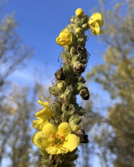  Speicher Hobrechtsfelde