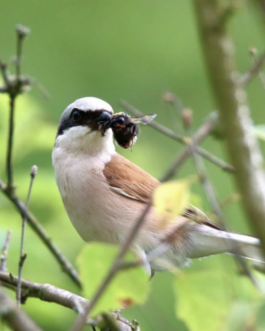  Speicher Hobrechtsfelde