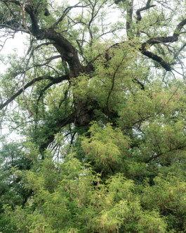  Speicher Hobrechtsfelde