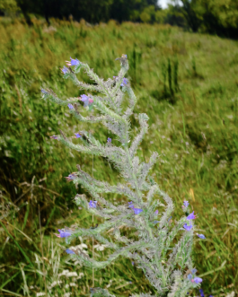  Speicher Hobrechtsfelde